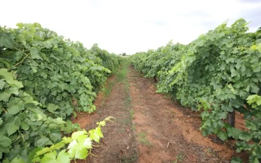 7 Leachs Road, Red Cliffs VIC 3498